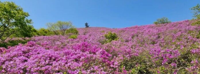 제 21회 일림산 철쭉 문화행사