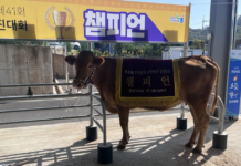 전남도 으뜸한우 경진대회서 보성 조정화 농가 ‘종합 챔피언’