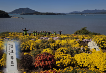 벌교 장도 꽃섬 만들기 프로젝트, 어르신들 손끝에서 피어난 가을