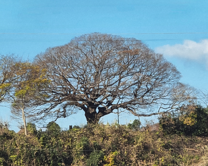 당산나무 봄소식