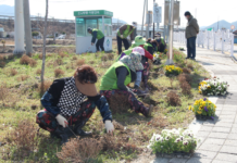 보성시니어클럽, 팬지꽃으로 전하는 따뜻한 봄 소식