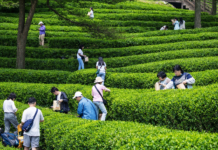 보성에서 피어나는 천년 차의 향기…‘제49회 보성다향대축제’ 5월 1일 개막