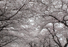 보성군, ‘제13회 보성벚꽃축제’ 4월 3일 개막… 왕벚나무 터널 5km 장관