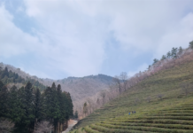 보성녹차밭, CNN 선정 ‘세계의 놀라운 풍경’…시니어 힐링 여행지로 각광