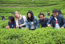 보성군, ‘제49회 보성다향대축제’ 5월 1일 개막…말차로 젊음·세계 공략