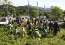보성시니어클럽, 고상공원 수국 1천주 식재…아름다운 마을가꾸기 앞장