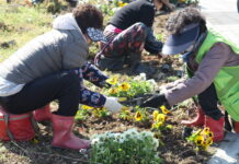 “봄엔 팬지 여름은 수국, 가을엔 국화”…보성시니어클럽, 사계절 꽃으로 ‘아름다운 보성’ 선사