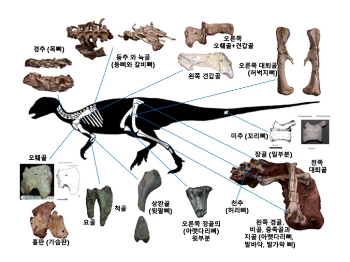 공룡 골격화석